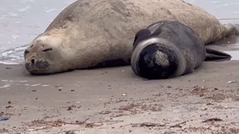 sos fauna marina confirmo que leon marino que nacio en piriapolis es hembra: ¿francisca?