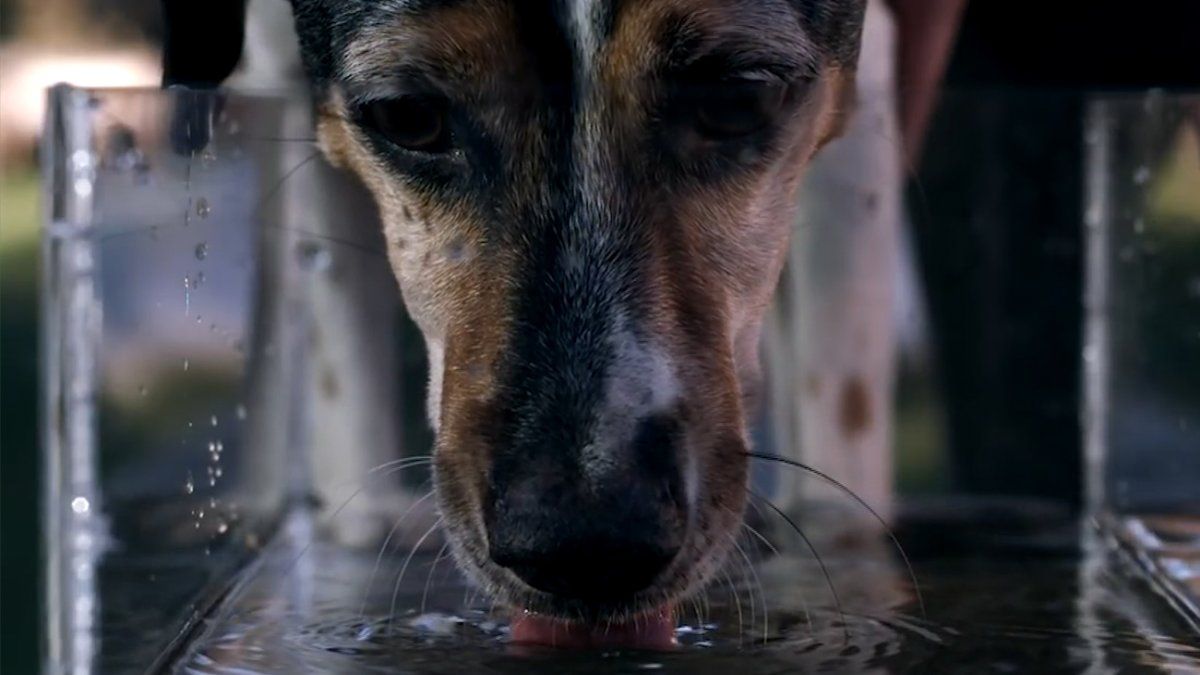 los perros pueden beber agua de pozo