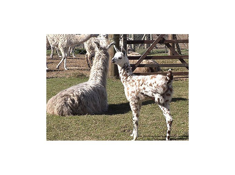 IM vende llamas a productores para proteger rebaños de ovejas