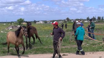 operativo para requisar caballos sueltos en calles de santa lucia culmino con el traslado de 15 animales