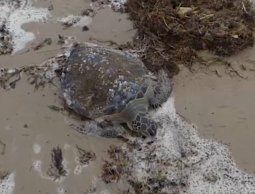 rescataron casi 80 tortugas marinas varadas en la costa de rocha
