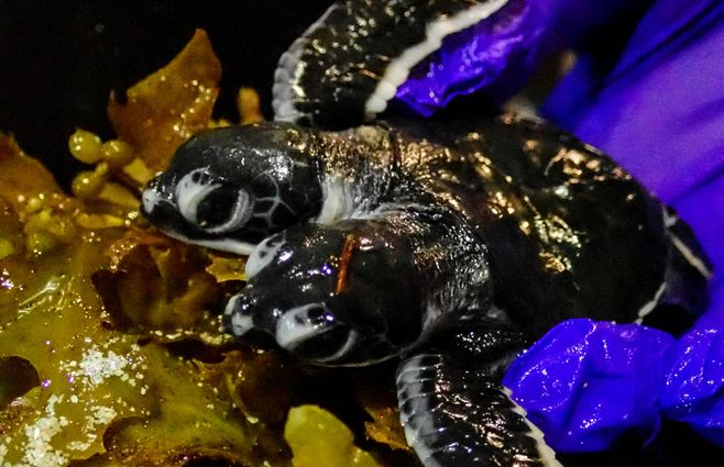 Una foto de Scuba Junkie S.E.A.S muestra una tortuga de dos cabezas en la isla de Borneo
