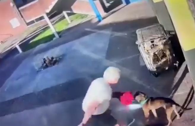 hombre-apuñaló-y-mato-a-perro-bella-italia