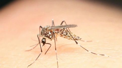 Confirman caso de dengue autóctono en Montevideo; MSP e IMM recorrerán zona afectada este sábado