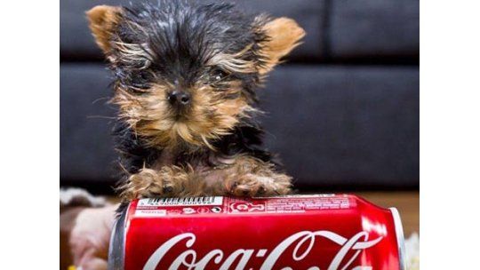 Meysi, el perro más pequeño del mundo