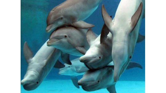 Murieron 30 delfines atrapados en el hielo al este de Canadá