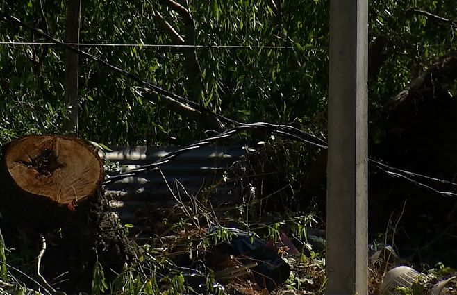 cables-caidos-arbol-temporal-ute