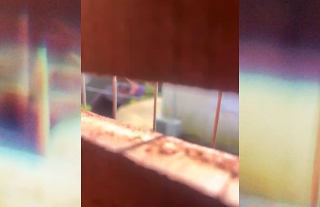 AGRESOR-GATO-VIDEO