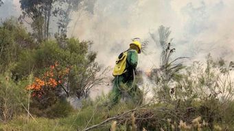 canelones, paysandu y rio negro, los mas afectados por los incendios forestales