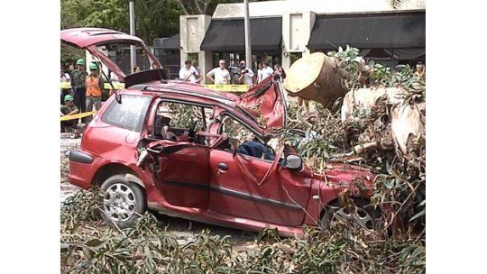 IM pidió informe de obras al Carrasco Lawn por árbol caído