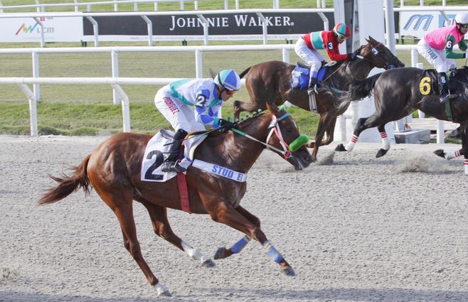 Turf Maroñas Hipódromo