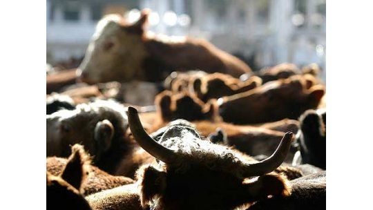 Precio del ganado: Ruralistas evalúan denunciar a frigoríficos