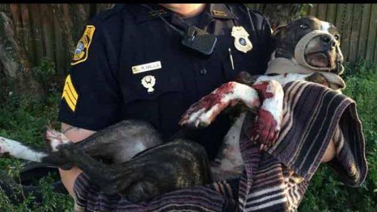 perro rescate tampa florida