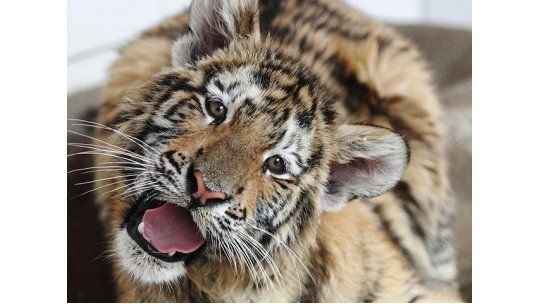 tigre