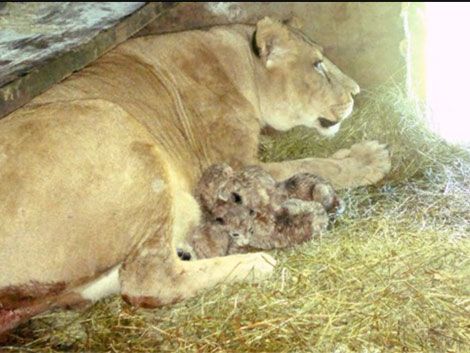 Buscan nombre para los cuatro leones recién nacidos en Salto