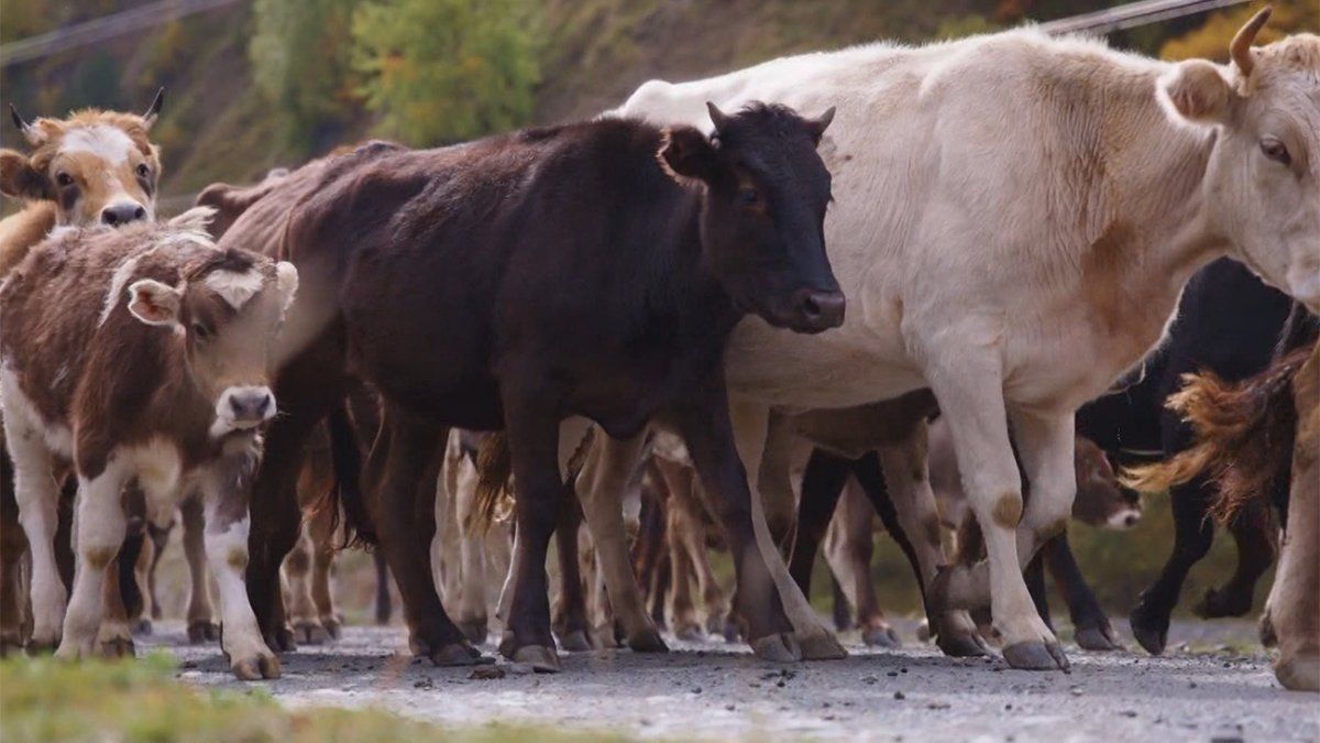 MGAP estableció nuevas acciones de prevención y vigilancia ante posible aparición de productos químicos en la carne