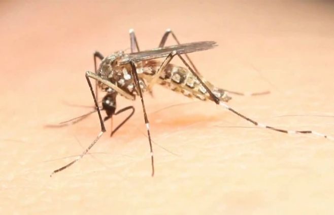 mosquito-aedes-aegypti-dengue-zika-chikungunya