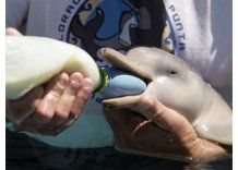 Delfines recién nacidos en Uruguay: ONG hará tarea de madre