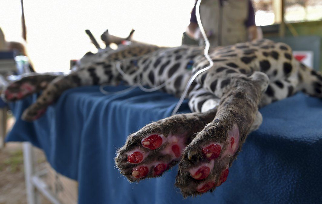 Amanaci, un jaguar hembra que tiene sus patas quemadas durante los incendios recientes en Pantanal, recibe células madre