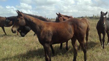 Subrayado | 12 MICRO TURF 6 D ABR