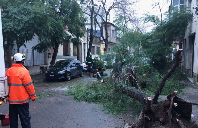 Árbol caído en la calle Bonpland, Punta Carretas. Personal de la Intendencia trabajó desde temprano este jueves para solucionar el problema. 