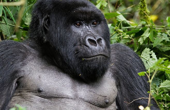 Mono-orangutan-AFP-animales.jpg