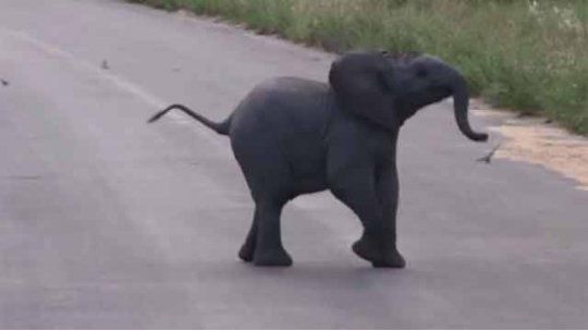 elefante bebé parque kruger