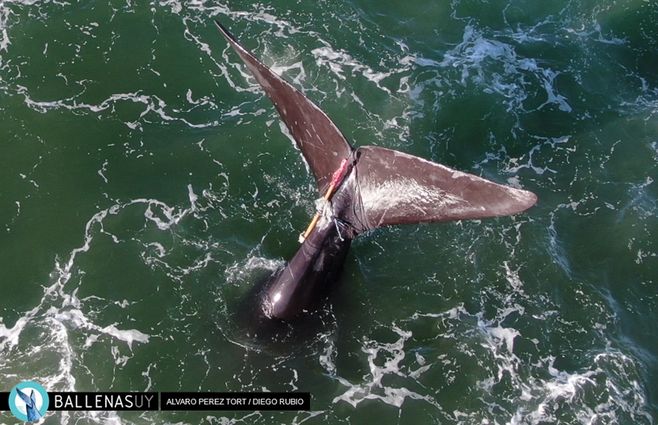 ballena-enredada-agua-punta-del-este-foto-ballenas-uy.jpg