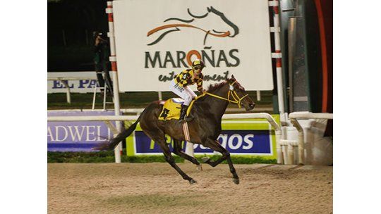 Sir Fever es la atracción de un gran fin de semana hípico