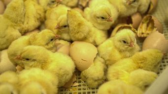 mgap confirmo que pollos muertos en chamizo no fue por gripe aviar