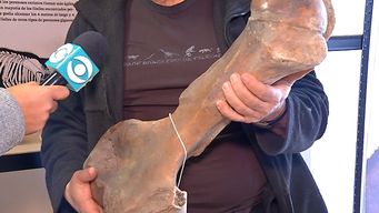 hallazgo de restos oseos en arroyo vizcaino supera las 2 mil piezas