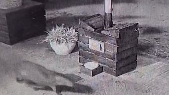 carpincho sorprendio a turistas tras pasearse por la feria de artesanos de la paloma