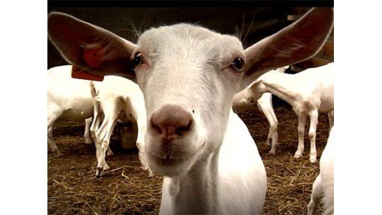 Crece la producción de leche caprina en Uruguay