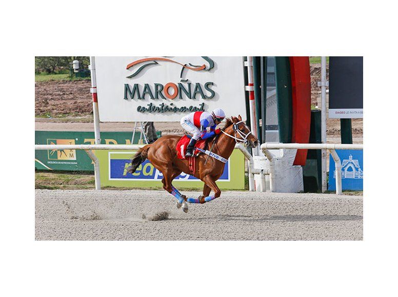 turf malandrino