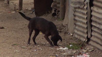 fumigan en salto por leishmaniasis y sacrifican a perros