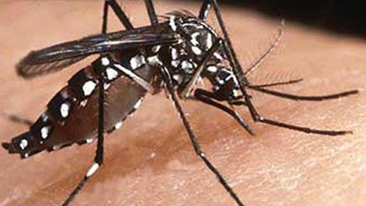 Dengue Cómo Identificar Al Mosquito Aedes Aegypti Y Dónde Denunciar 8818