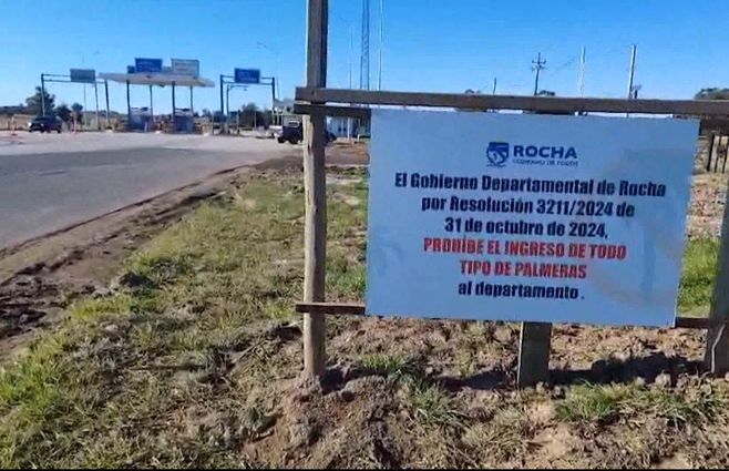 plan-picudo-rojo-rocha