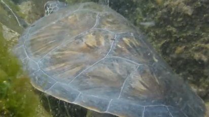 fiscalia investiga a pescador que mato a 12 tortugas marinas con sus redes