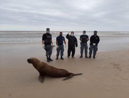 personal de prefectura devuelve al mar a una loba marina ciega y sin piezas dentales