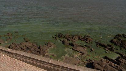 cianobacterias y peces muertos, asi estan las playas de montevideo