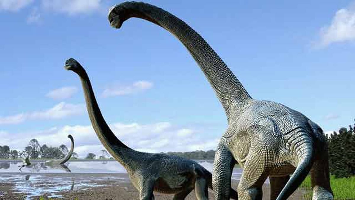 Descubren fósiles de nuevo dinosaurio de cuello largo en Australia Descubren fósiles de nuevo dinosaurio de cuello largo en Australia