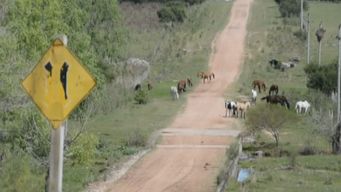 mgap habilito pastoreo en rutas nacionales debido al deficit hidrico