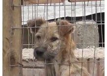 Refugios de Maldonado albergan a 1.000 perros abandonados