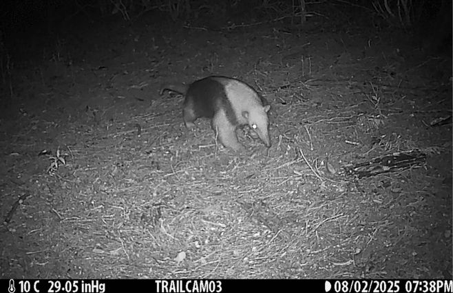 oso hormiguero salus 1