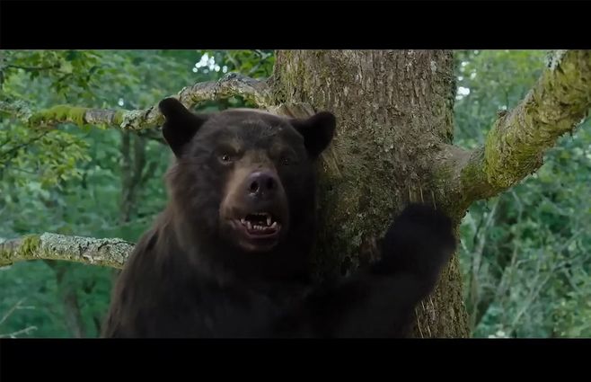 oso-intoxicado-cine.jpg