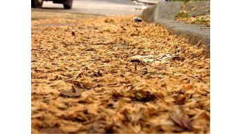 La pelusa de los plátanos, una molesta constante en Montevideo