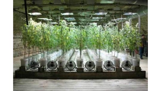 Autocultivo de marihuana: primero fue no rotundo; ahora es sí