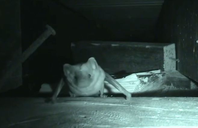 Murciélago-noche-archivo