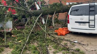 destrozos tras fuertes vientos en la paz; pino cayo sobre camioneta y parte de una vivienda
