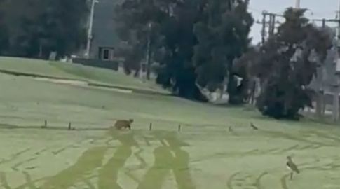 Video: vieron al puma suelto de Canelones en La Tahona Golf este sábado de mañana